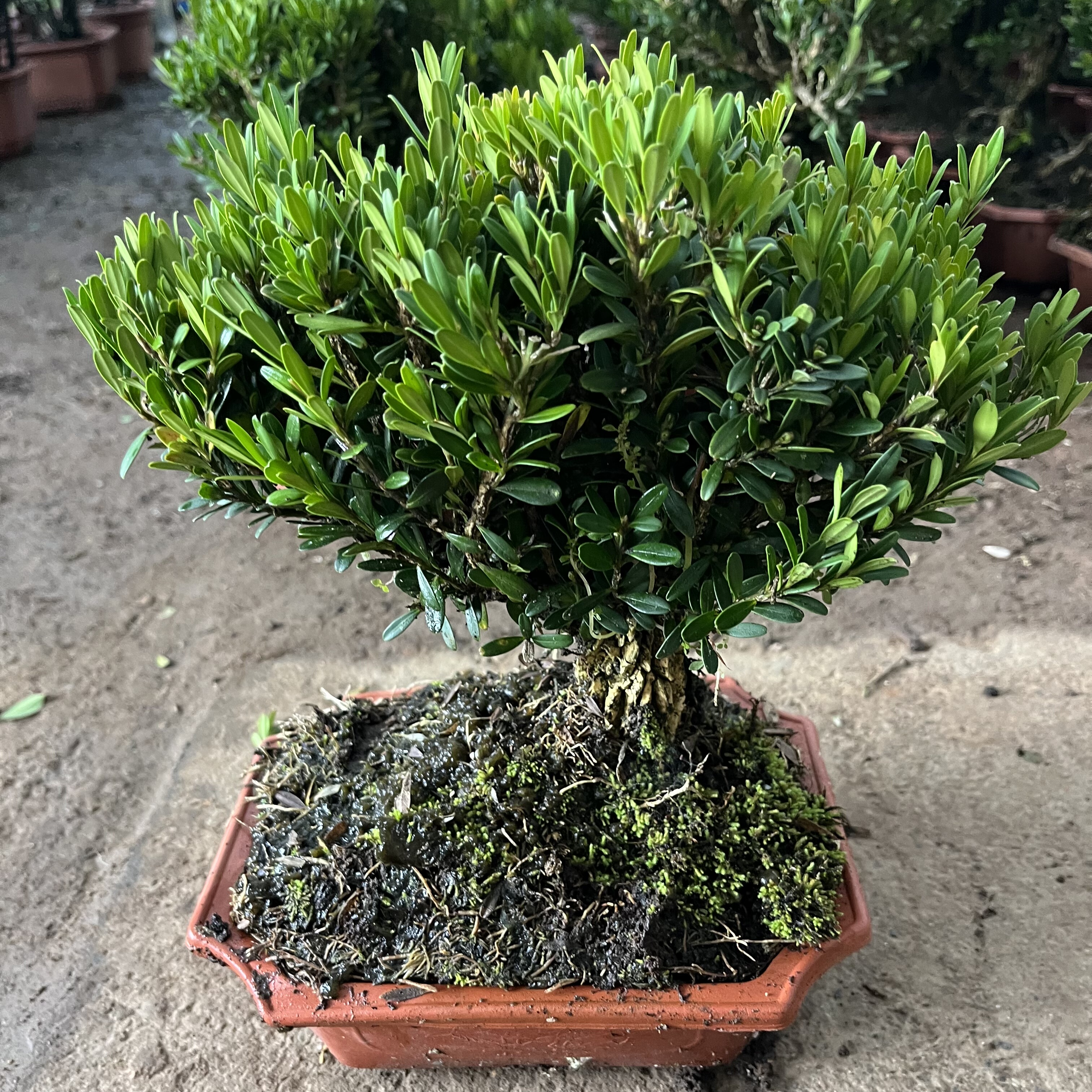 雀舌黄杨皱皮小叶黄杨苗粗杆盆景 珍珠黄杨 米叶黄杨素材四季常青