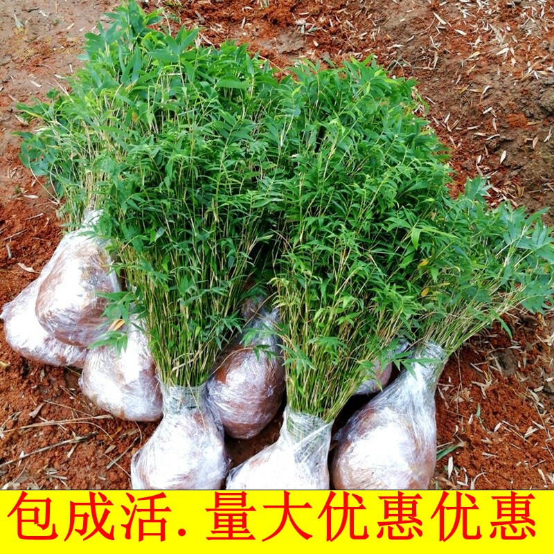 丛生凤尾竹盆栽竹子庭院观赏植物盆景米竹苗室内阳台四季常青
