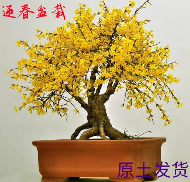 小叶虎蹄迎春盆景造型老庄