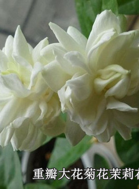 大花型重瓣菊花茉莉苗虎头茉莉花白色茉莉花好养易活四季盆栽花