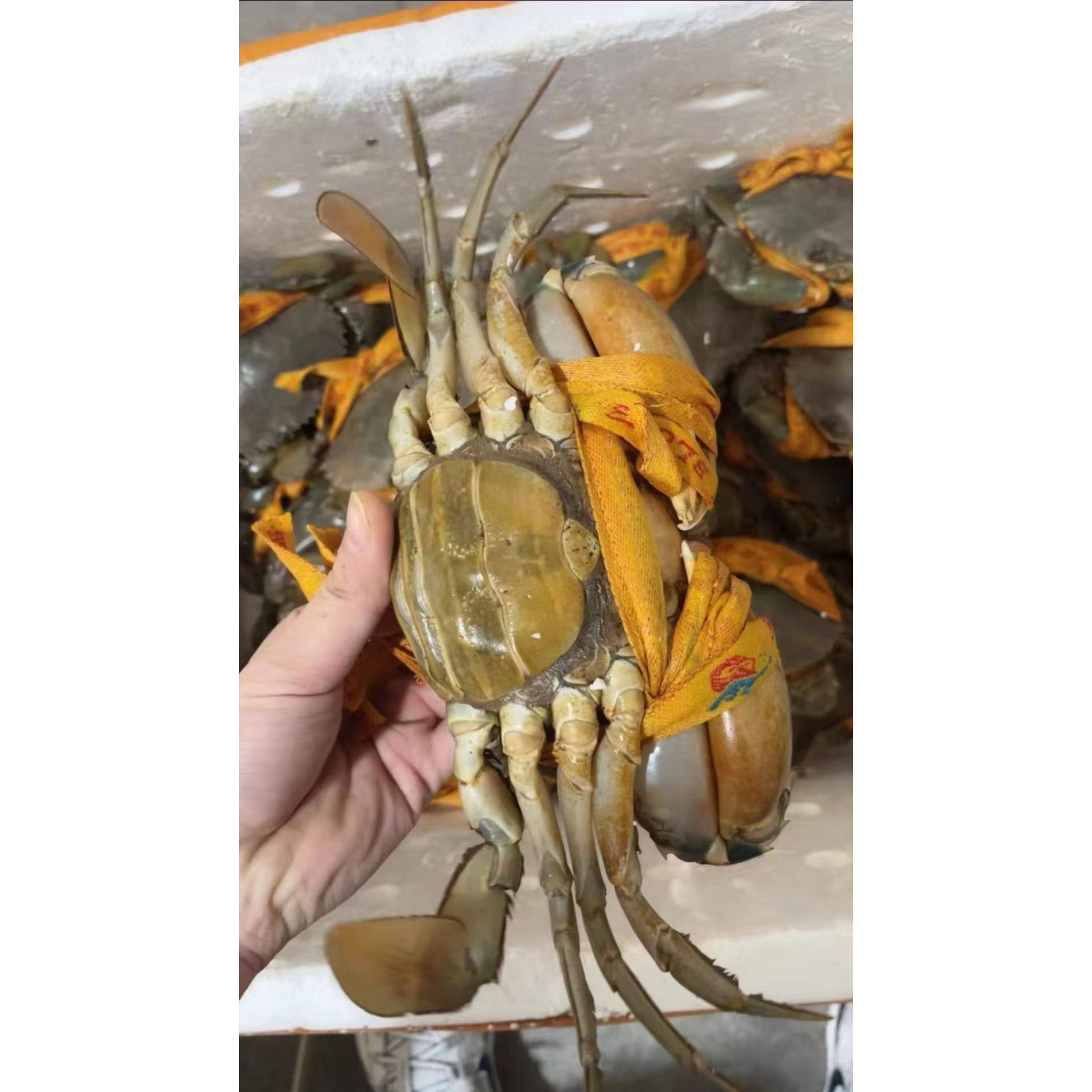 高品质 A 级正宗三门青蟹鲜活大红膏蟹母蟹蝤蛑满膏海鲜 2斤2-3只