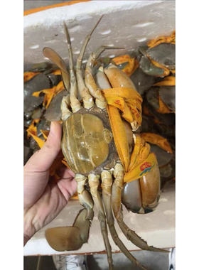 高品质 A 级正宗三门青蟹鲜活大红膏蟹母蟹蝤蛑满膏海鲜 2斤2-3只