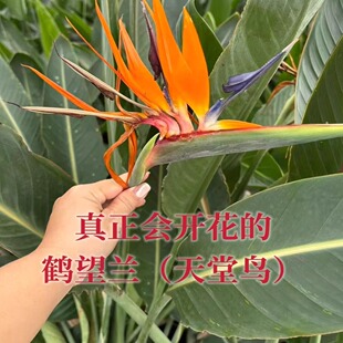鹤望兰天堂鸟开花绿植庭院阳台客厅高级好养盆栽欧美风格植物美观