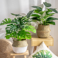 tuong cay gia Phòng khách phong cách Bắc Âu mô phỏng cây xanh Monstera chậu nhỏ giả cây xanh đồ trang trí trang trí hoa nhân tạo mô phỏng đồ trang trí hoa chậu hoa lan giả để bàn lan giả hạc đột biến