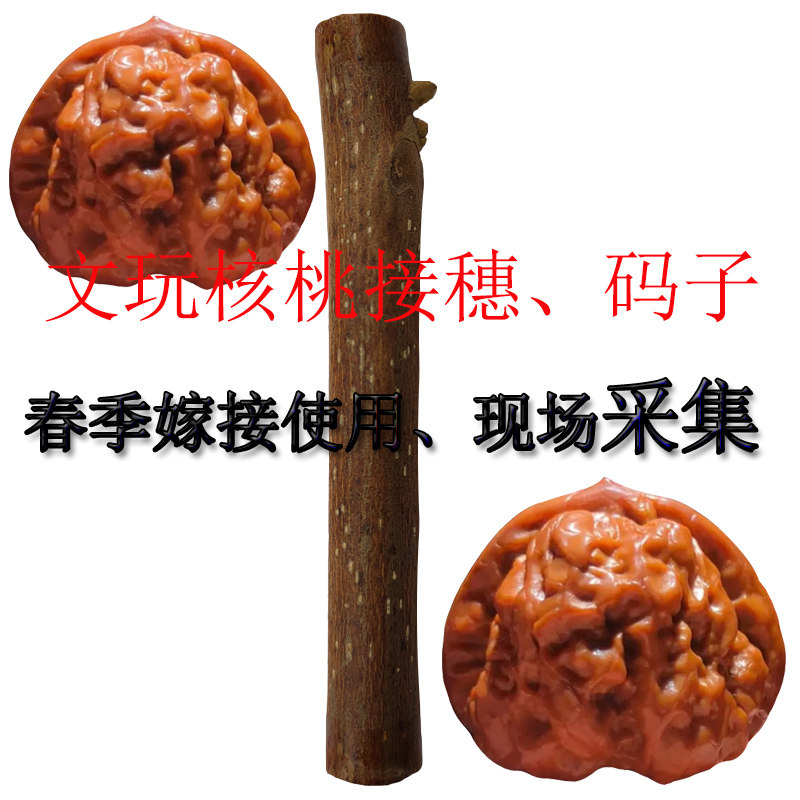 文玩麻核桃接穗码子春季插皮接