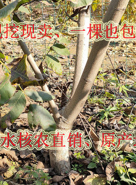 文玩狮子头树苗核桃树苗种植早熟