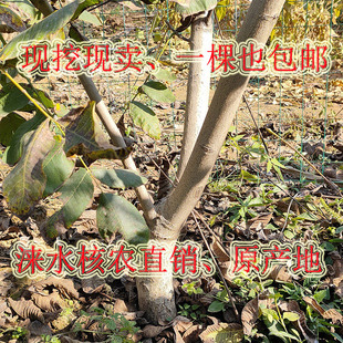 文玩核桃树苗种植移栽把玩挂果儿早熟闷尖麻核桃白狮子头三棱包邮