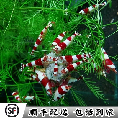 精品红白水晶虾运输包损