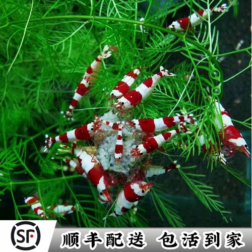 精品红白水晶运输包损