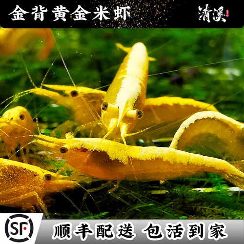 大号抱卵金背黄金米虾观赏冷水繁殖鱼缸除藻工具宠物虾鲜活寄香港