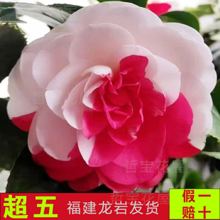 超五山茶花五色赤丹多色系品种茶花稀有名贵正品永福对版发货绿植