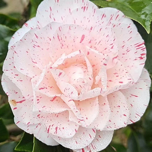 白底五色赤丹一树多色品种白五茶花白喷原生苗稀有珍贵品种耐寒花