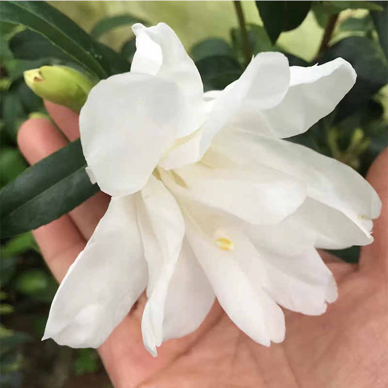 山茶花白孔雀椿茶花纯白色白茶名贵稀有室内庭院阳台盆栽花卉耐寒