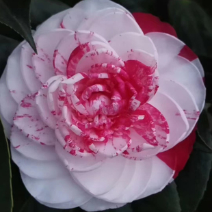 茶花白底五色赤丹一树多色稀有品种盆栽白五山茶耐寒耐热好养绿植