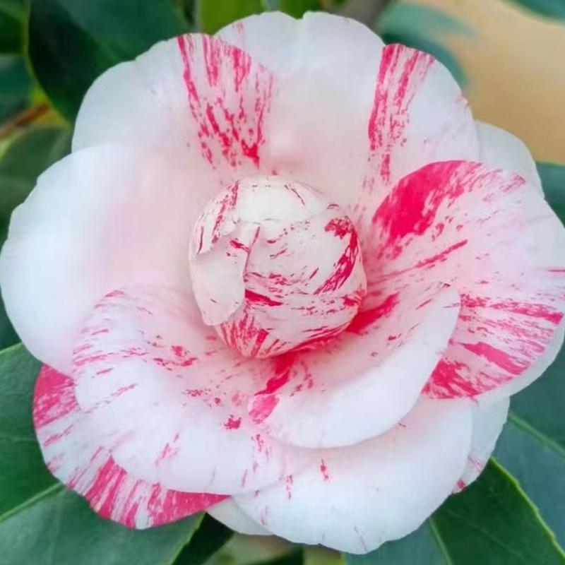 白仙阳台趣味基地直发