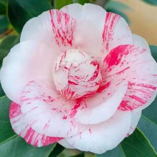 白仙山茶花仙种五宝白底一树多色品种稀有名贵室内耐寒好养盆栽花