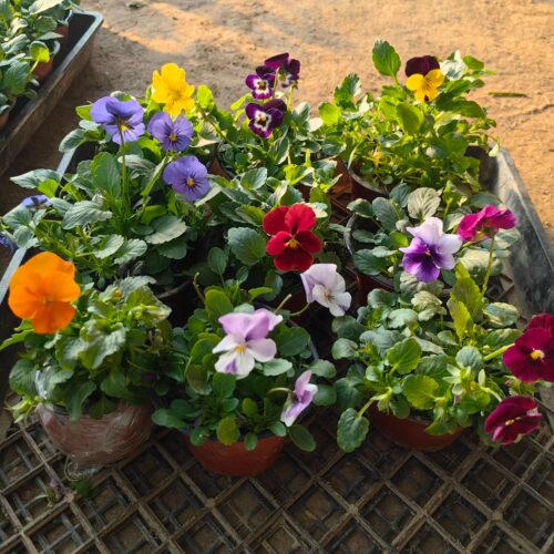 进口冷堇角堇多色堇三色堇花苗花卉带花苞蝴蝶花阳台花园调色好养