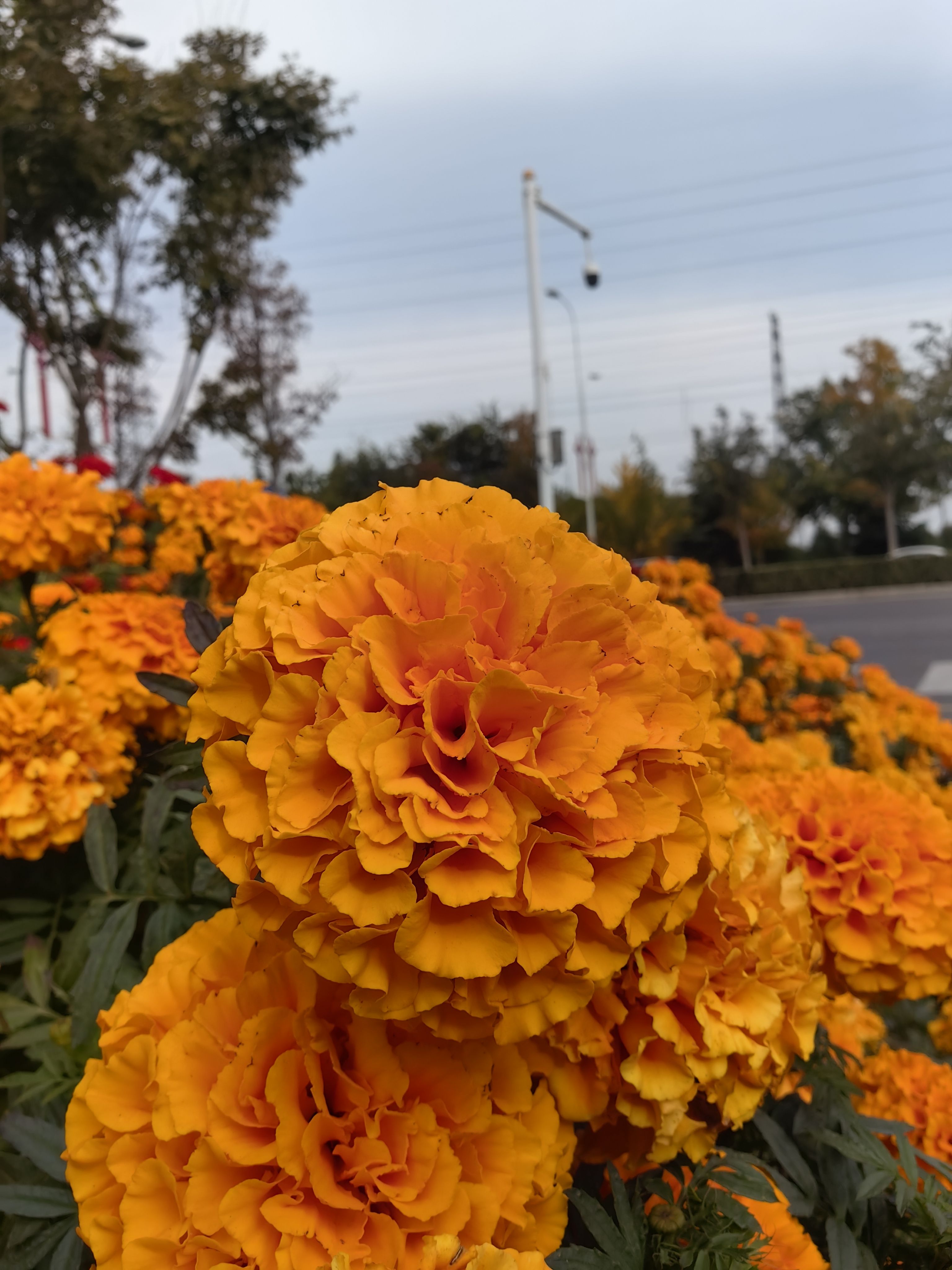 重瓣大花万寿菊盆栽花卉带花苞阳台庭院植物国庆节日摆花坛驱蚊花