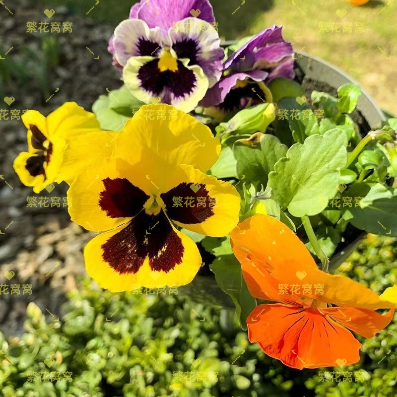2025年三色堇进口大花冷堇花盆栽小苗耐寒花卉带花苞庭院阳台