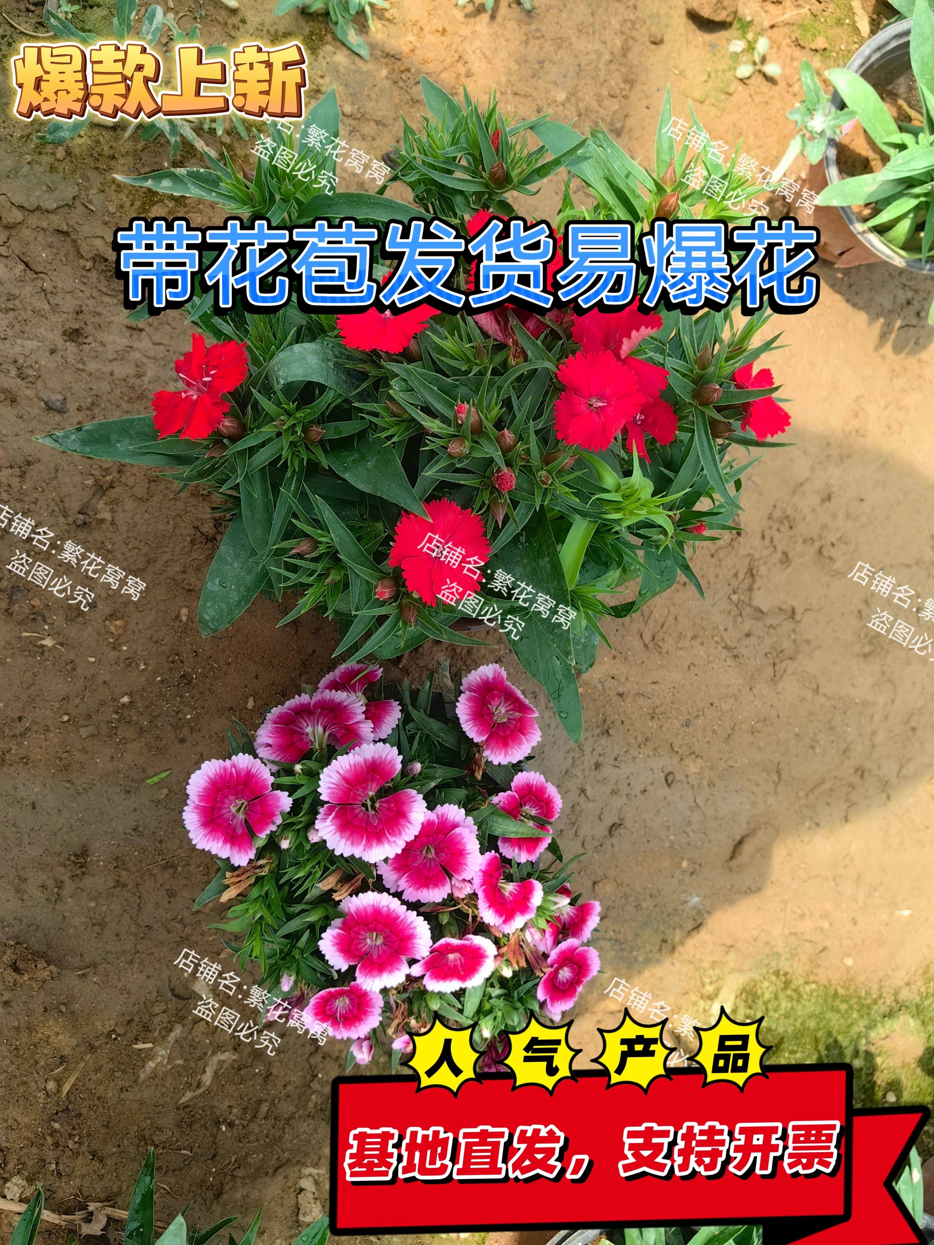 清库存剪花常夏石竹花苗盆栽花卉基地直销批发厂家绿化爆花四季开