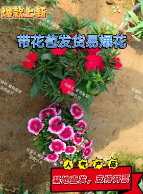 清库存剪花常夏石竹花苗盆栽花卉基地直销批发厂家绿化爆花四季开