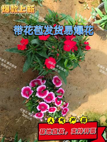 清库存剪花常夏石竹花苗盆栽花卉基地直销批发厂家绿化爆花四季开