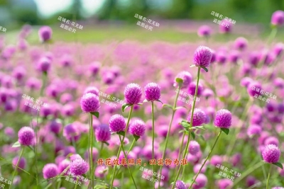 千日红盆栽百日红花苗带花苞发货室内阳台庭院花卉植物好养活耐热