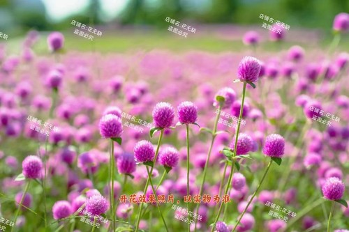 千日红盆栽百日红花苗带花苞发货室内阳台庭院花卉植物好养活耐热