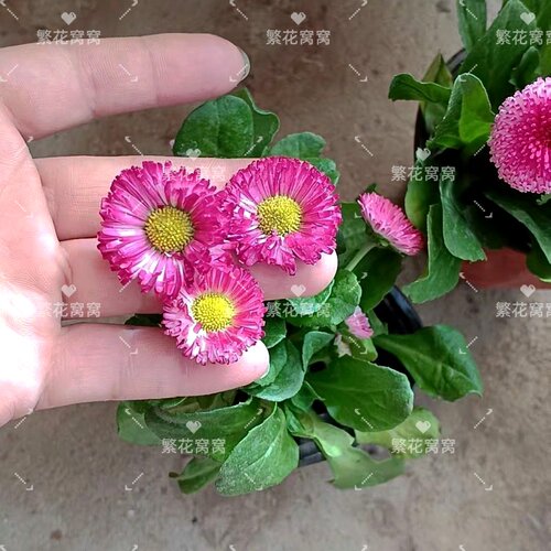 新春小雏菊易养护易爆花喜冷喜光春开爆盆花卉阳台庭院新款