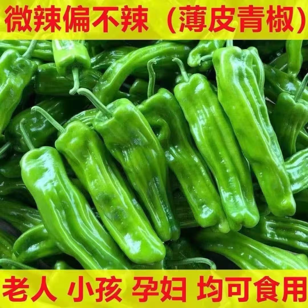 微辣薄皮大青椒现摘现发自种