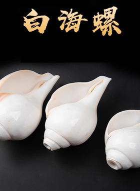 尼泊尔海螺佛家左旋生物