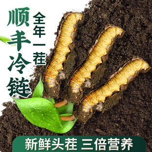 2024年头茬新鲜冬虫夏草 1.2克 根30根鲜虫草官方旗舰店冷链 0.5