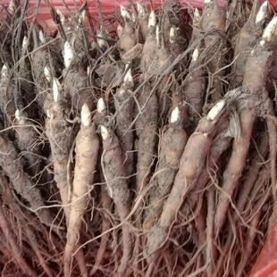 芍药苗 白芍苗 新鲜苗 赤芍苗 中药芍药苗 农家种植庭院