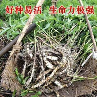 新鲜现挖地笋苗虫草参地参泽兰根盆栽露天栽培地蚕子种苗易活