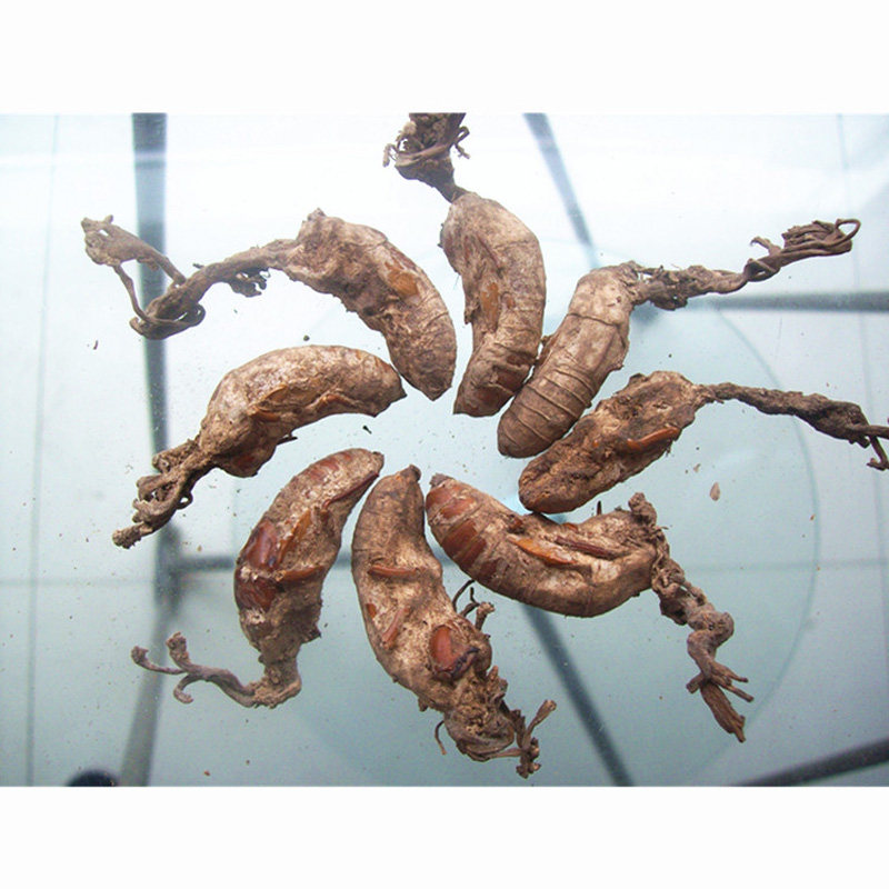 大别山金蝉花新货野生虫草花金蚕花土蝉花虫草替代品 包邮金蝉花