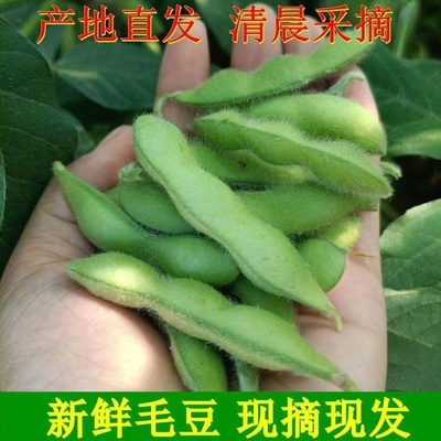 苏北新鲜带壳黑黄豆毛豆嫩黑黄豆荚传统老品种非转基因毛豆荚