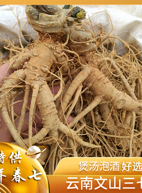 云南文山鲜三七现挖新鲜三七根干三七根须湿活田七泡酒煲汤料包邮