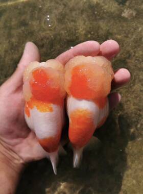 兰寿金鱼直播链接