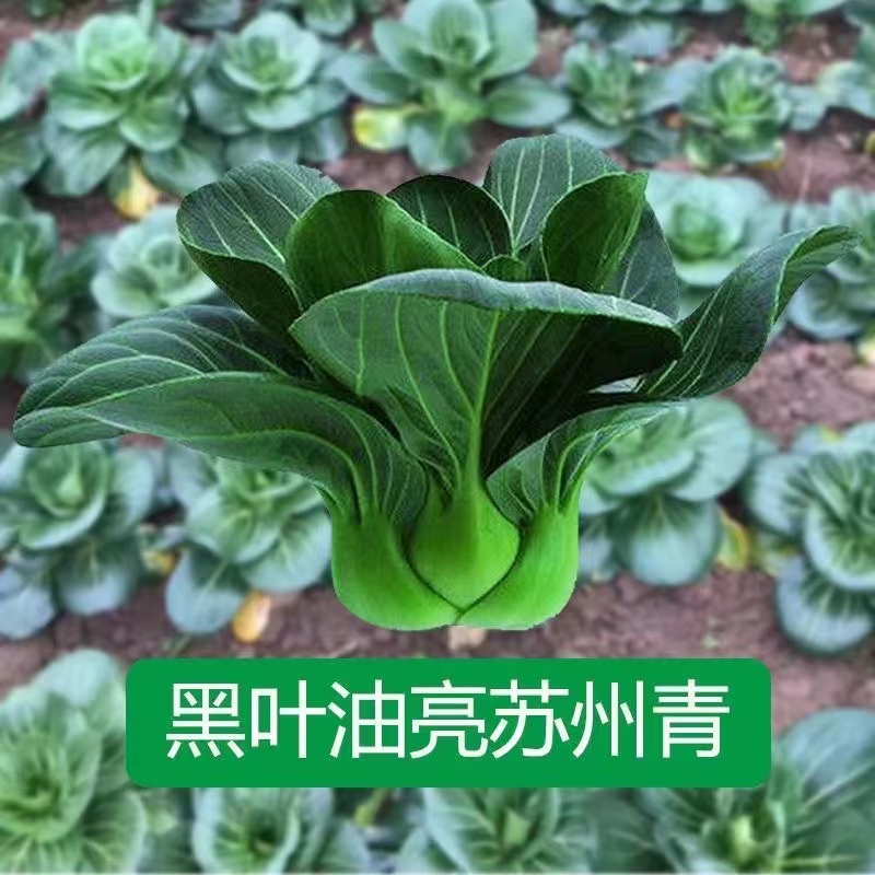 四季上海青秧苗紫罗兰小青菜幼苗苏州青蔬菜阳台种菜青菜菜种大全