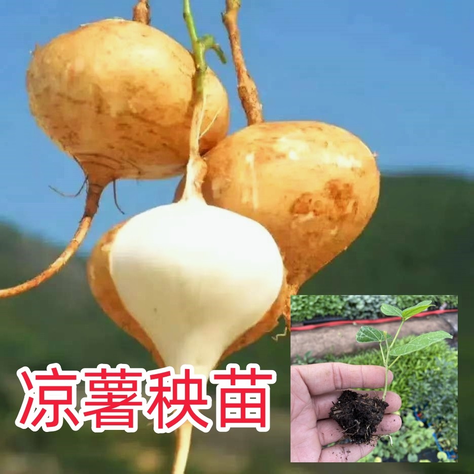 凉薯苗秧苗马铃薯洋芋地瓜苗良薯豆薯白薯番葛香芋盆栽地栽种籽子