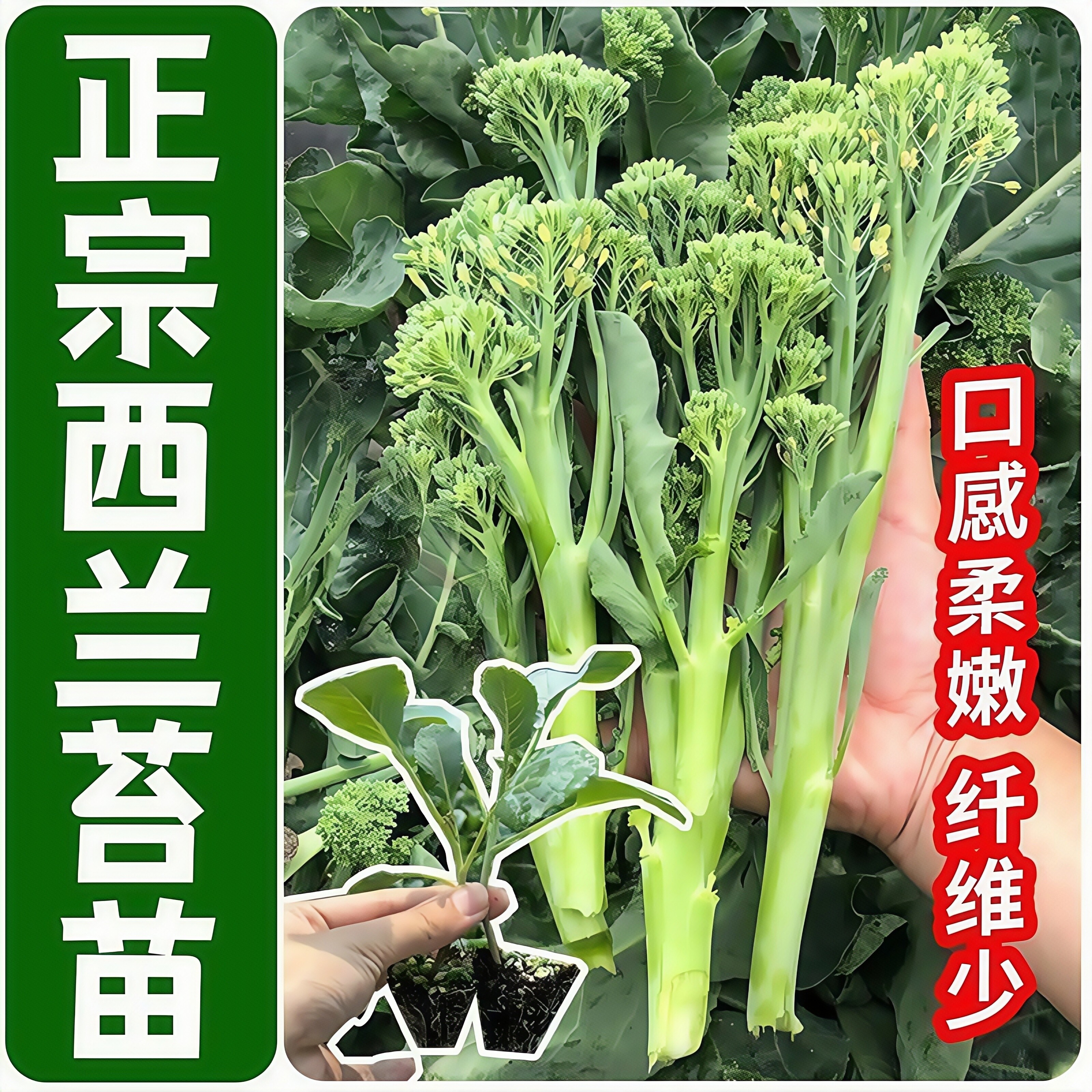 西兰苔苗秧苗种孑子西兰花苗介蓝西洋芥兰菜苔菜心耐寒秋冬蔬菜苗