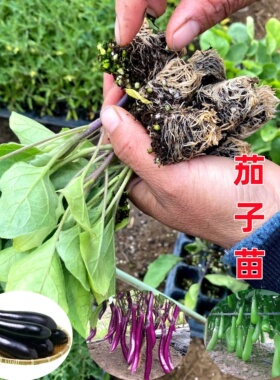 四季茄子苗秧苗种子圆紫色长茄线茄高产阳台菜苗杭茄春季蔬菜大全