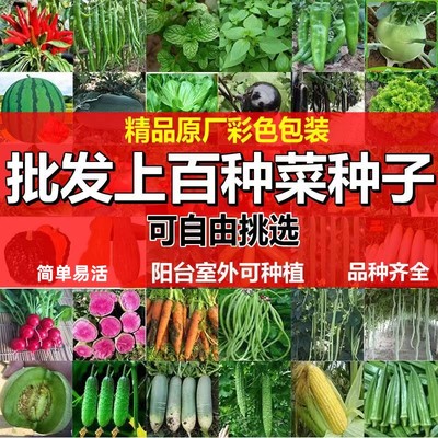 蔬菜种子大全黄瓜辣椒甜瓜西瓜圣女果香菜韭菜香葱圣女果生菜种孑