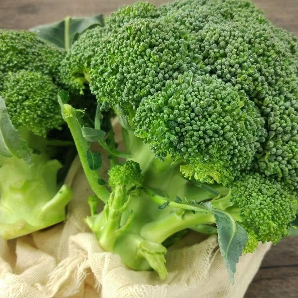 西蓝花苗松花菜甘蓝秧苗秋冬蔬菜