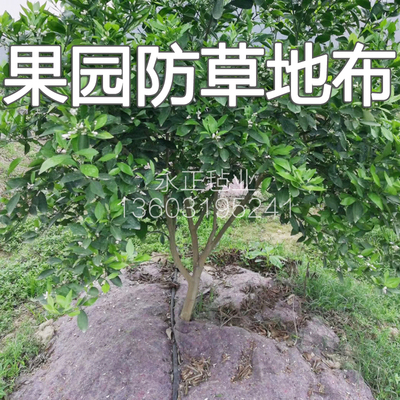 除草布膜园艺柑橘保湿透气棉毡