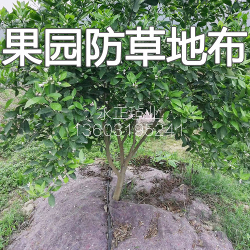 除草布膜园艺柑橘保湿透气棉毡