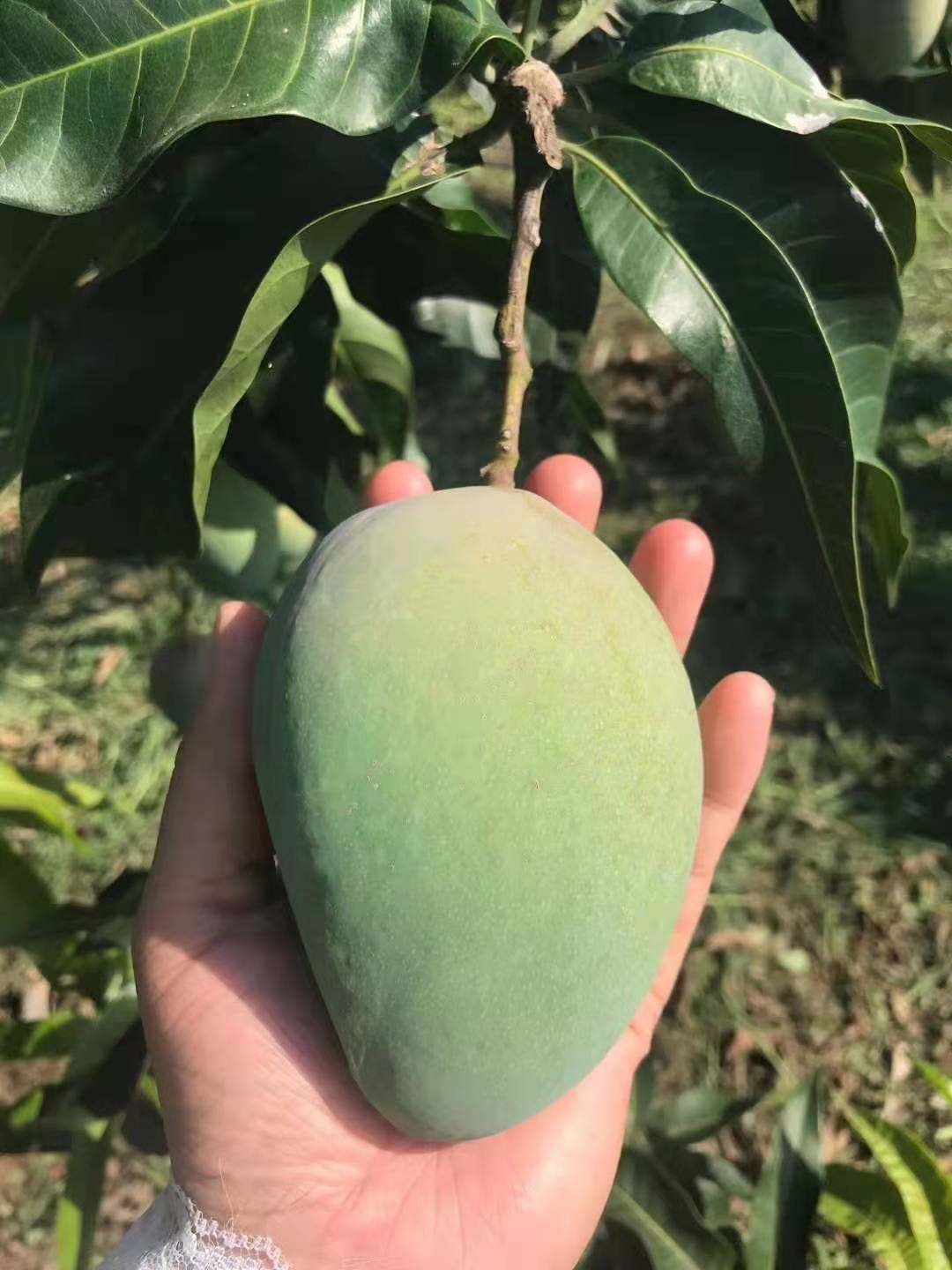 广西百色田阳大台农芒果10斤包邮 孕妇当季新鲜水果现摘现发