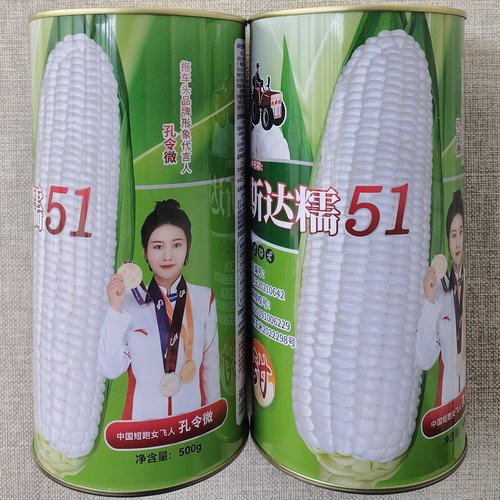 斯达糯51甜糯玉米种子白粘玉米籽