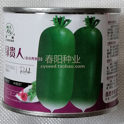 杂交青萝卜种子绿贵人表皮光滑