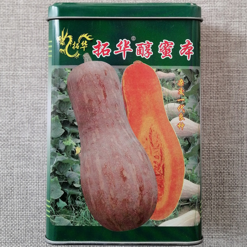 杂交高产种子蜜本南瓜